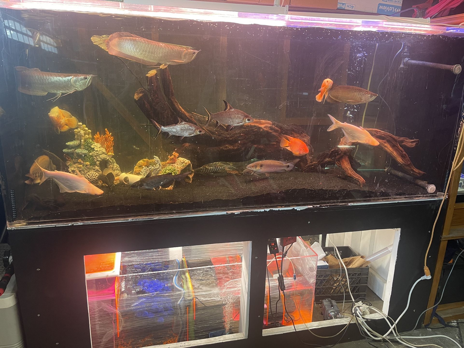 500 Gallon Acrylic Tank Setup