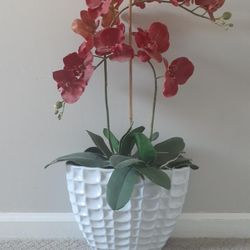 Red Orange Orchid Plant
