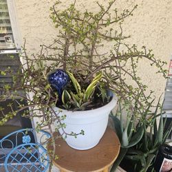 Variety of Plants & Pot