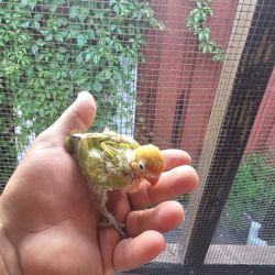 Cage Bird 