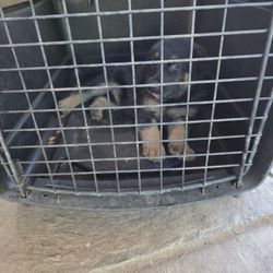 Dog House 