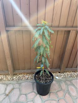 Fruit punch mango tree