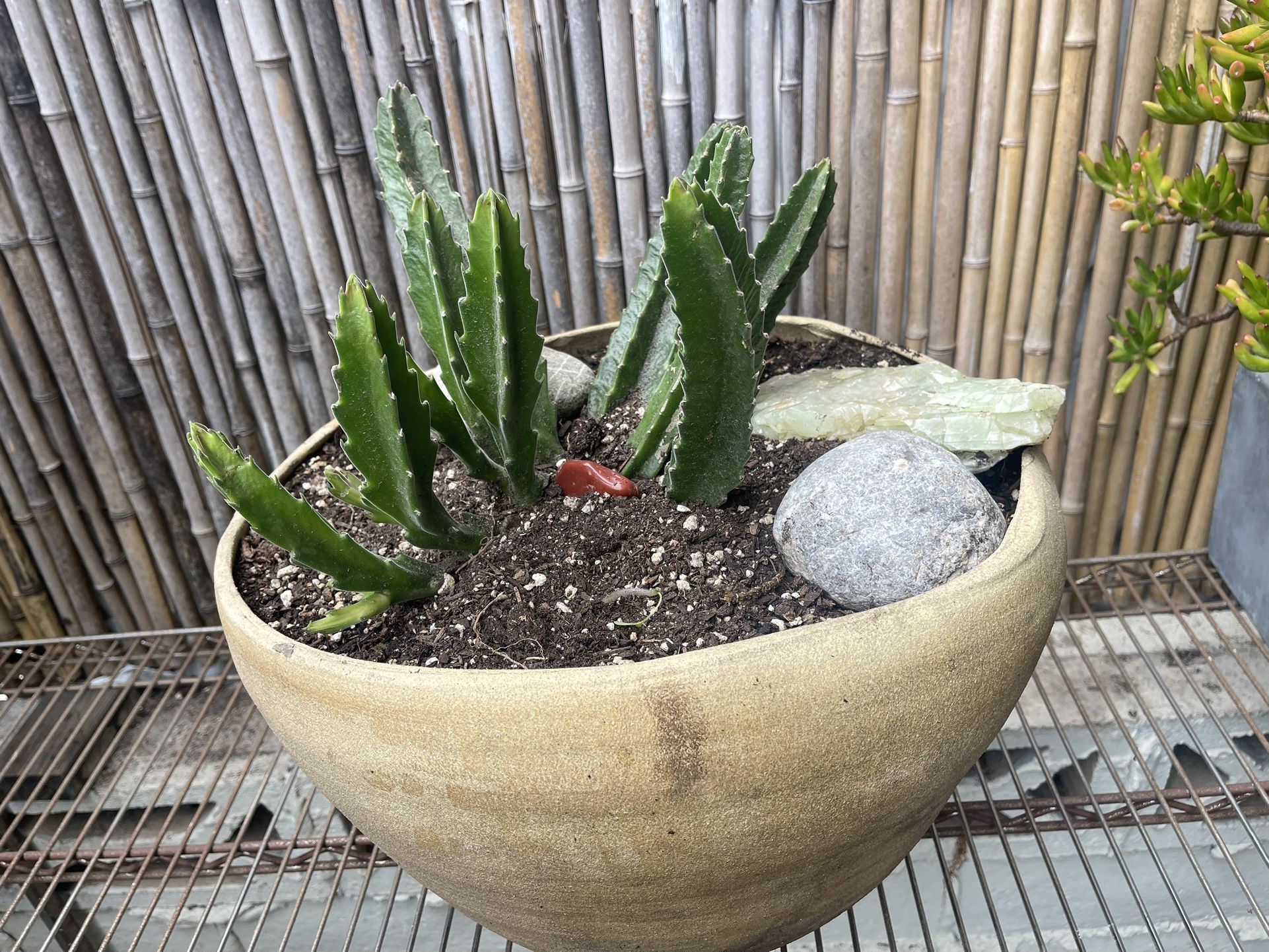 San Pedro Cactus In a beautiful Ceramic Pot 
