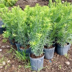 Podocarpus Privacy Plant 3g full size 