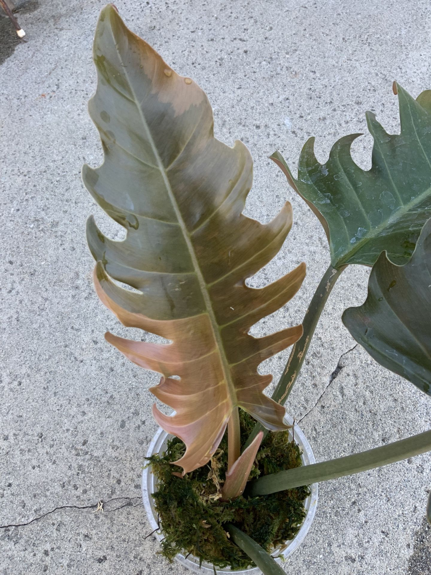 Philodendron Caramel Marble Variegated Top Cut Rooted
