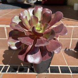 Purple Aeonium Succulent Plant 