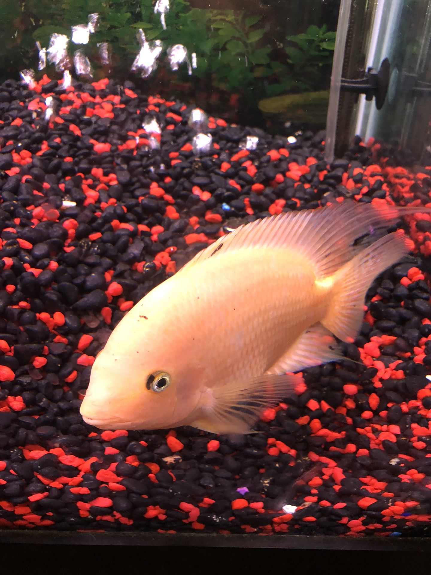 Red Mammon