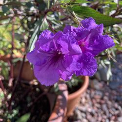 Purple Shower Plant (real Plant)