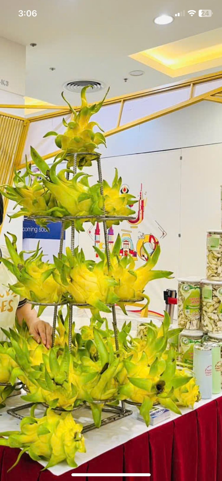 Yellow Dragon Fruits Plantings Pot& Plants
