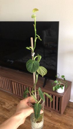Philodendron Melanochrysum 