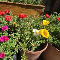 Portulaca Plants  For Sale 1Gal 