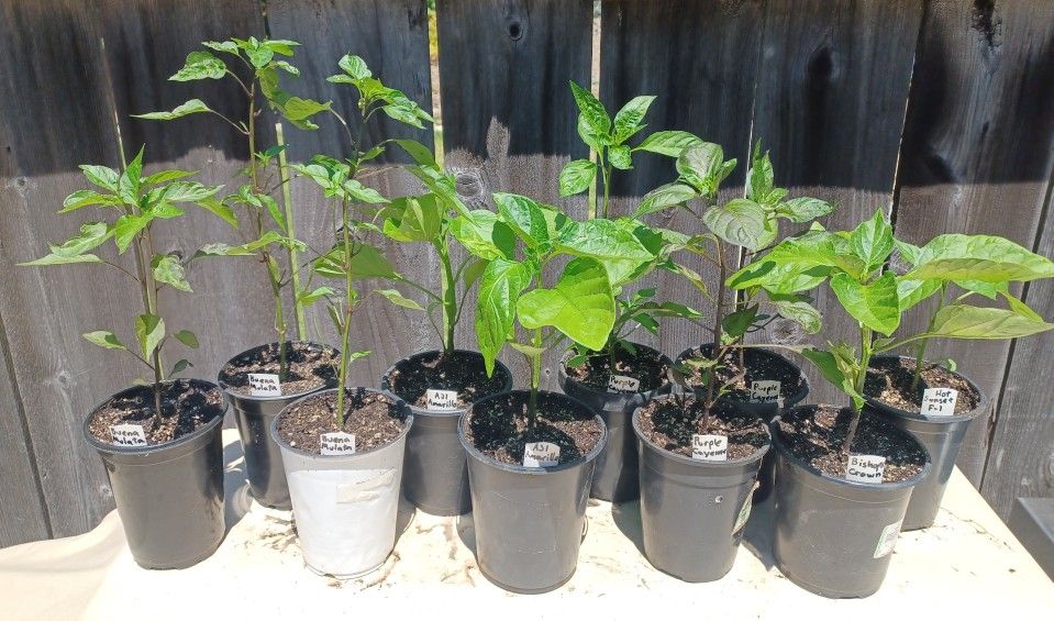 Chile Plants