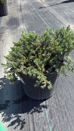 Juniper Blue Pacific - 3 gallons