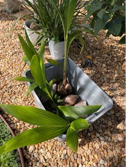 COCONUT PALM SEEDLINGS