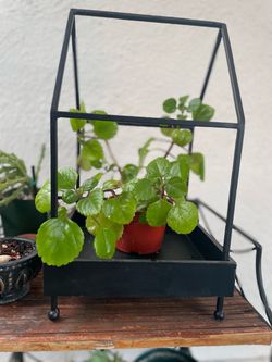 Black Metal Mini Greenhouse Frame with Tray