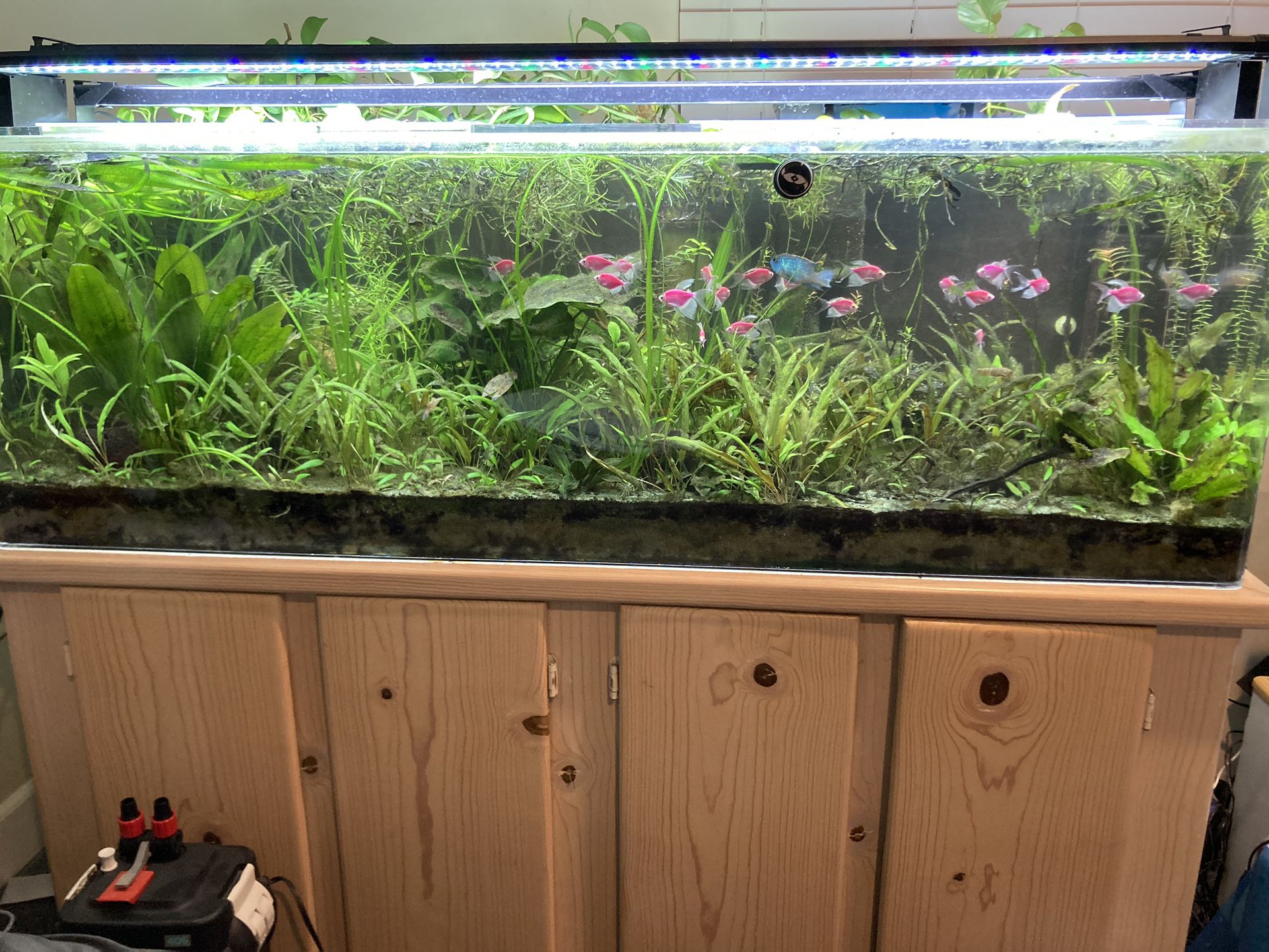 Tanks For sale