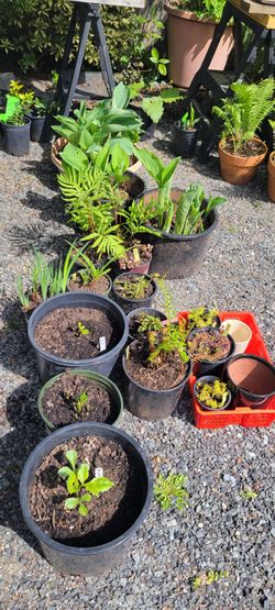 Sun & Shade Perennials Edmonds