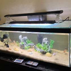 20 Gal Long With Decor And Filter