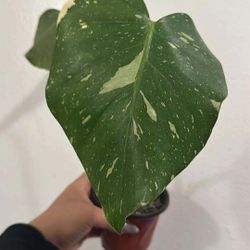 Monstera Thia