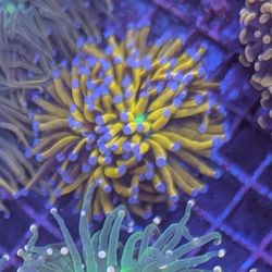 Purple tip super bright neon green mouth and super bright yellow/gold tentacles 3 heads