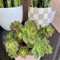 Plant 