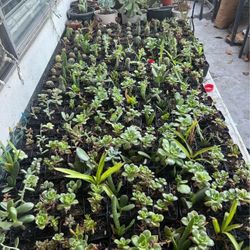 Plants 2’