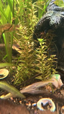 Aquarium Plants/Macroalgae/Terrarium Plants