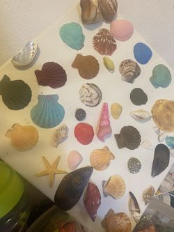 Sea Shell Frame for Sale