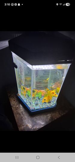 Fish tank and all supplys needed