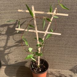 Small Pot Of Carolina Jasmine Vine W/ Yellow Flowers, Attracts Butterflies, Perennial Comes Back Every Year