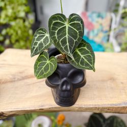 Plants (4”pot🌿Anthurium Clarinervium $35)