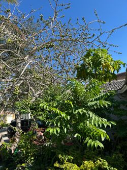 Hog plum tree