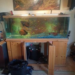 120 gallon aquarium set up