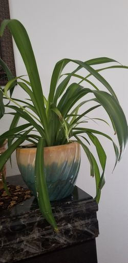 Spider Plant Care (Chlorophytum Comosum