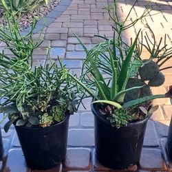 Succulent & Cactus Mix