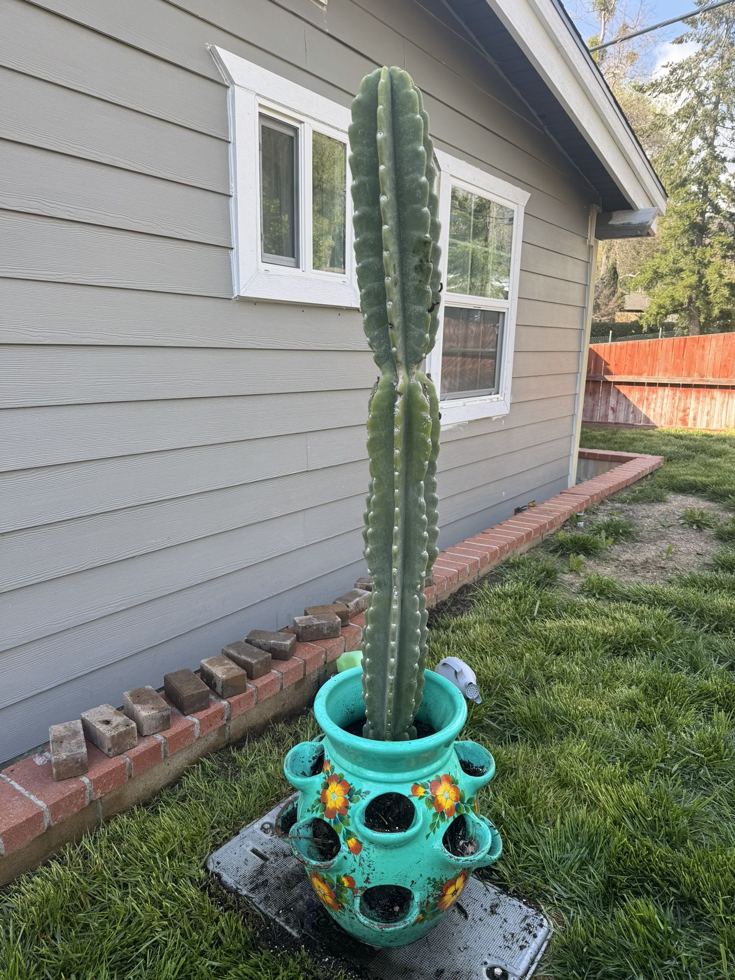 Cactus