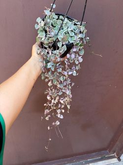 6” variegated strings of hearts