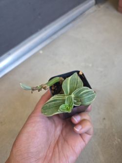 Plant