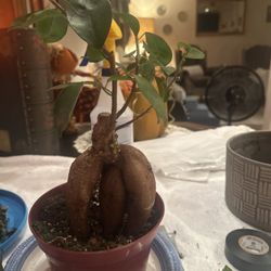 Beautiful Bonsai (9 Years Making)