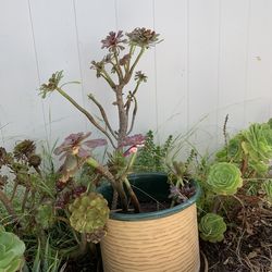 Ceramic/Terracotta Pots & Potted Plants 🪴 🪴