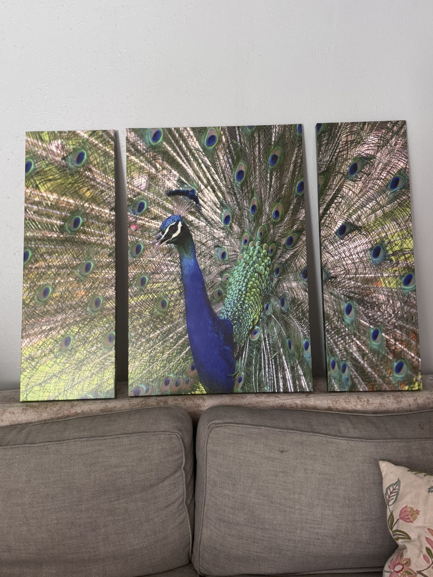 Peacock Canvas Wall Art