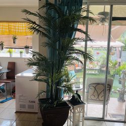 Areca Artificial 
