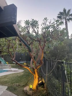 Tree Trimming And Landscaping 