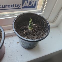 Spiraling Baby Snake Plant