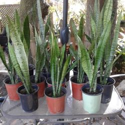 Snake Plants