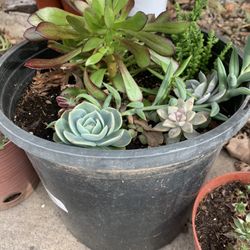 Plant And Succulent Arrangements