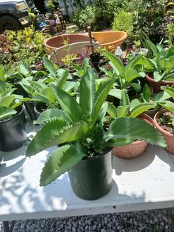 Plantas malas madres también tengo oréganos orejones plantas de medicinas