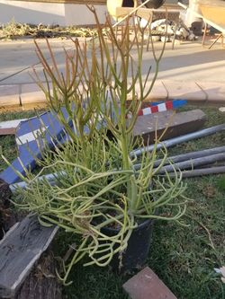 Fire stick succulent 20.00