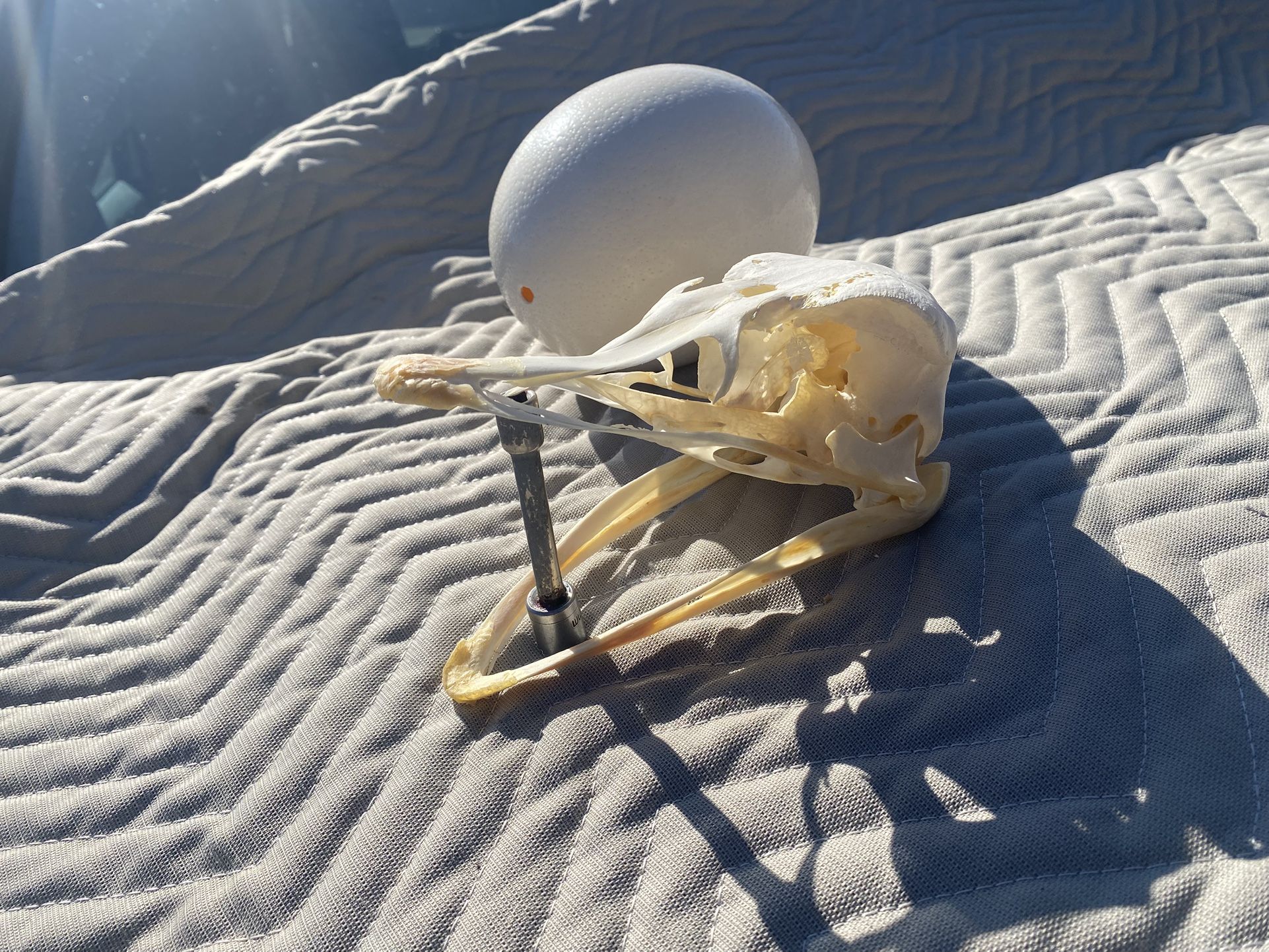 Ostrich Skull With Bottom Jaw And Egg