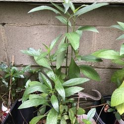 Mexican Petunia Plant